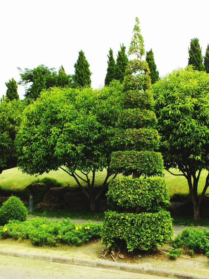 美丽的树木装饰观赏花园装饰