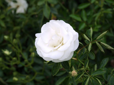 玫瑰花园里的花