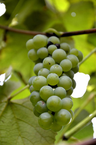 秋天葡萄园里的葡萄串照片