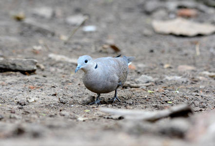 斑鸠色雌性红斑鸠(strepeppelia tranquebarica)照片