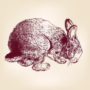 兔子手绘矢量插图