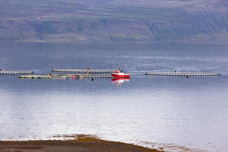 西峡湾水域的冰岛渔船和渔网