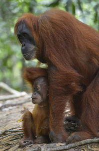 猩猩布吉劳唐苏门答腊印度尼西亚。
