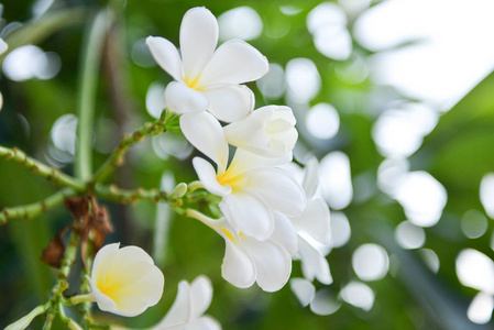 花景图片-花景素材-花景插画-摄图新视界