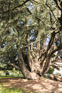 varese 意大利 giardini degli estensi, 黎巴嫩的老雪松