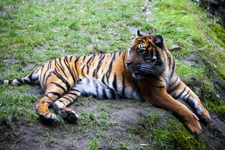 卧虎虎卧在一块岩石上休息.老虎在森林里关闭摄影图
