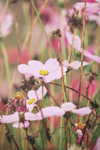 粉色波斯菊花海图片