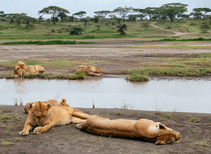 躺在地上河边的狮子