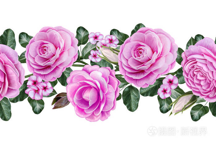 水平的无缝边框 花卉的背景 花 粉红玫瑰 茶花女的花环 旧的怀旧风格 白色背景上孤立照片 正版商用图片0wrk6h 摄图新视界