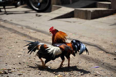 在越南作战的公鸡照片