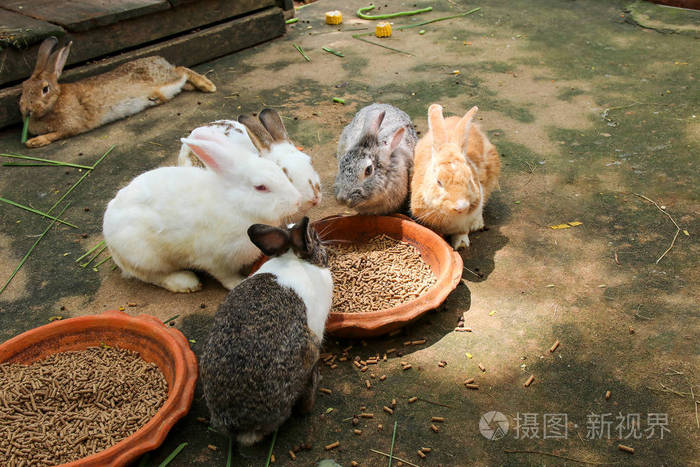 在泰国自然动物园吃兔子食物的兔子