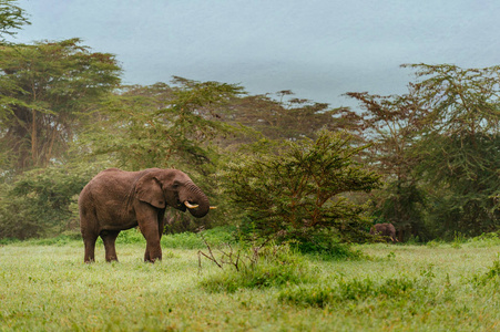 大象吃布什树