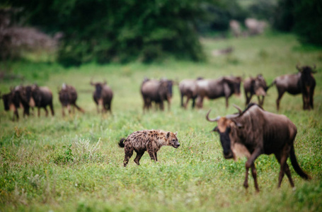 牛羚和鬣狗在绿色的田野