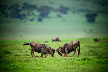 两个牛羚，战斗在绿色的田野上
