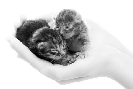 新生儿灰色小猫在手中图片