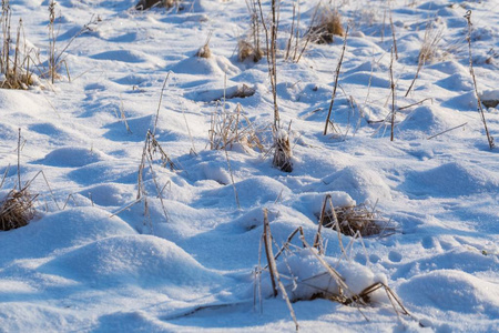 冬天雪背景与雪被覆盖的植物
