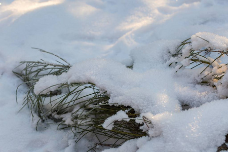 冬天雪背景与雪被覆盖的植物