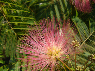 害羞的含羞草图片