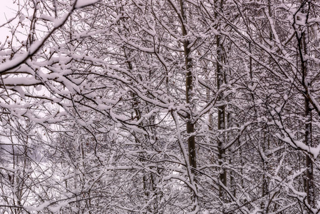 分枝树雪背景冬天