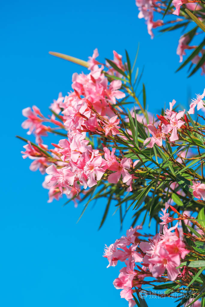 蓝色的天空美丽的粉红色夹竹桃夹竹桃花jpg