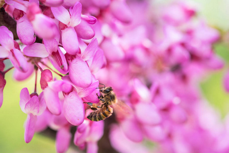 蜜蜂采蜜从花树上