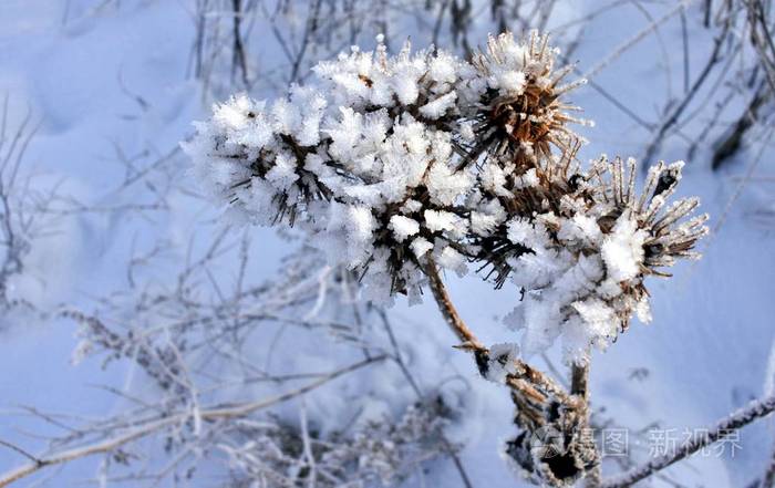 植物牛角被雪覆盖着