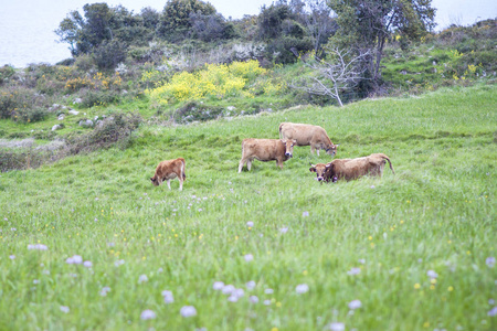 在一块草地上的小牛犊
