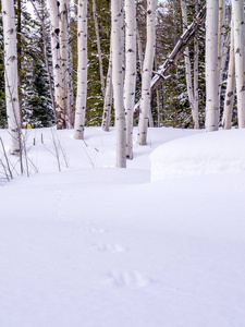 野生动物在白马森林的雪中穿行