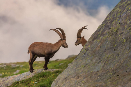 Ibex，范围勃朗峰，法国阿尔卑斯山