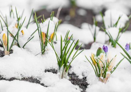 从雪春番红花开花图片