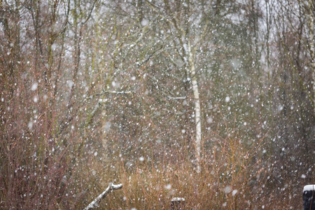 封闭的飘落的雪花片森林背景图片