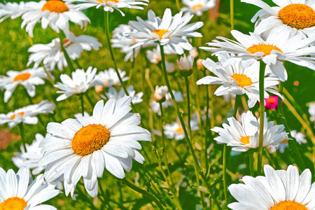 夏季景观背景上的白色明亮雏菊花