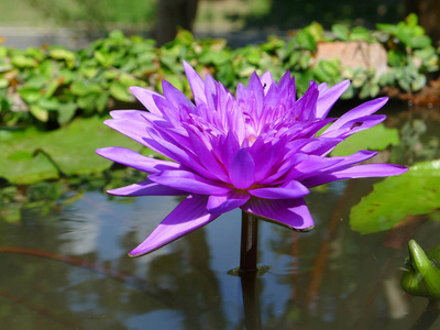 紫色莲花紫色睡莲