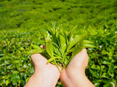 手里拿着新鲜茶叶与茶农场背景在金马伦高原