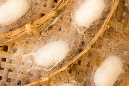 白蚕在茧台上编织工艺照片