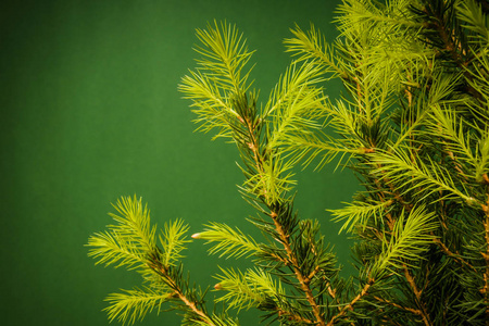 年轻云杉树绿色图片-年轻云杉树绿色素材-年轻云杉树绿色插画-摄图新