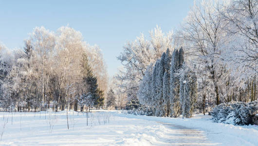冬季景观霜树和蓝蓝的天空