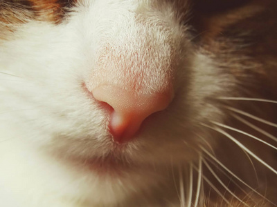 粉红猫的鼻子
