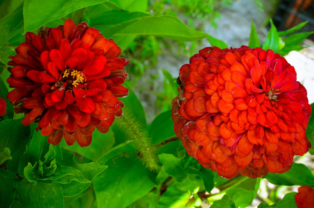 青春衰老的红花, 紫菜, 宏观的红花