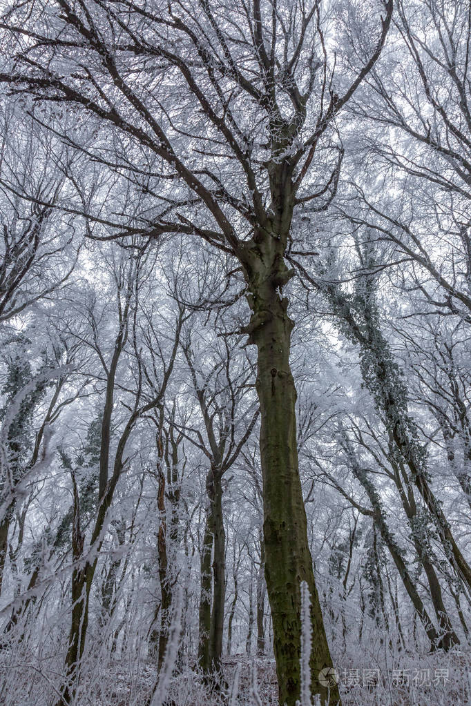 在阴天,冷的一天冰冻的森林