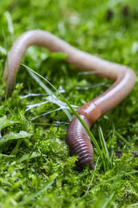 绿色的蚯蚓图片