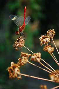 在植物上的蜻蜓