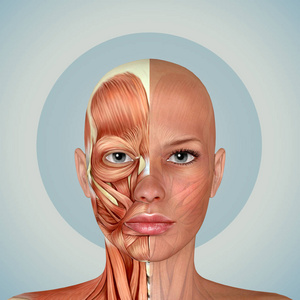 3d 女性面部肌肉解剖照片