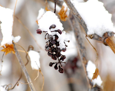 在一月的雪下的干葡萄串的形象图片