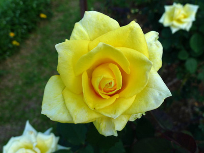 黄玫瑰热带玫瑰花园