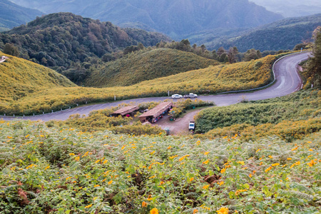 在泰国的墨西哥葵花籽油或牍 buatong 开花