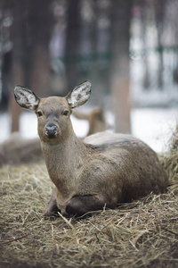 白尾鹿鹿 doe 和小马站在冬天的雪在树林里