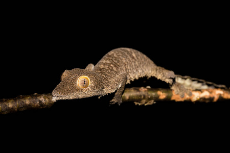 巨型叶尾壁虎，Uroplatus fimbriatus 马达加斯加