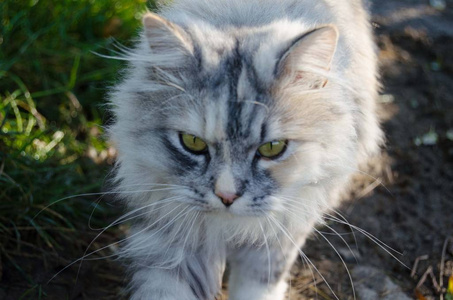 在村子里的猫