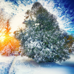 在冬天，阳光突破松树